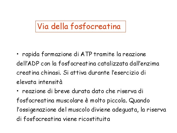 Via della fosfocreatina • rapida formazione di ATP tramite la reazione dell’ADP con la