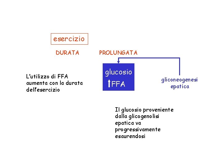 esercizio DURATA L’utilizzo di FFA aumenta con la durata dell’esercizio PROLUNGATA glucosio FFA gliconeogenesi