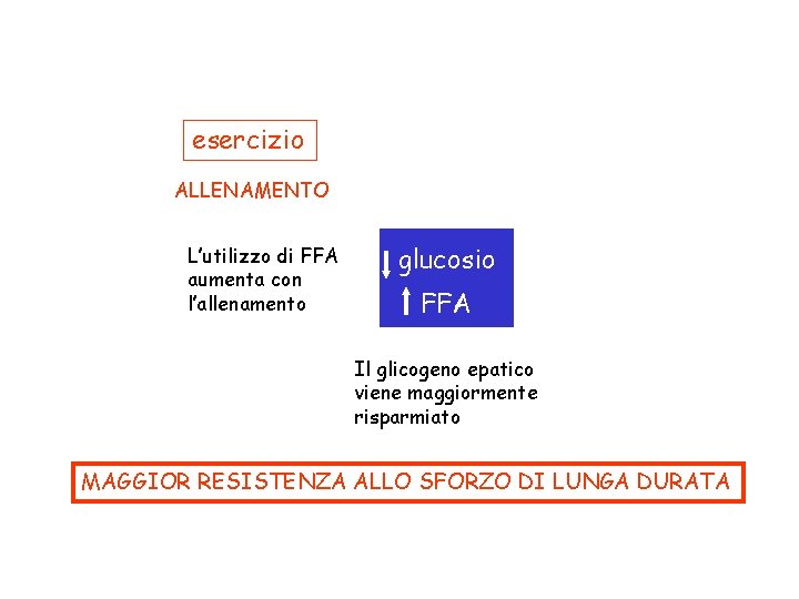 esercizio ALLENAMENTO L’utilizzo di FFA aumenta con l’allenamento glucosio FFA Il glicogeno epatico viene