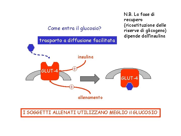 Come entra il glucosio? trasporto a diffusione facilitata N. B. La fase di recupero