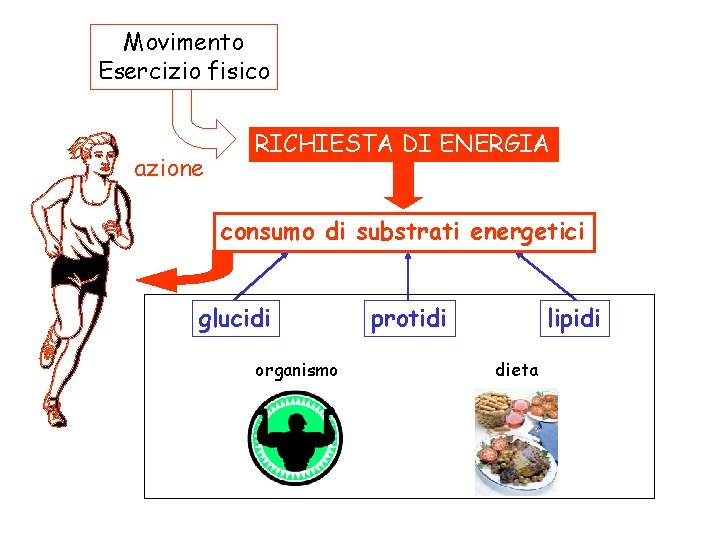 Movimento Esercizio fisico azione RICHIESTA DI ENERGIA consumo di substrati energetici glucidi organismo protidi