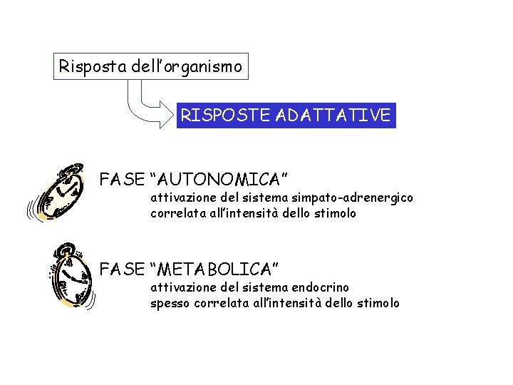 Risposta dell’organismo RISPOSTE ADATTATIVE FASE “AUTONOMICA” attivazione del sistema simpato-adrenergico correlata all’intensità dello stimolo