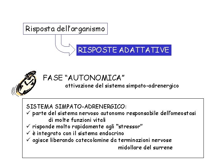 Risposta dell’organismo RISPOSTE ADATTATIVE FASE “AUTONOMICA” attivazione del sistema simpato-adrenergico SISTEMA SIMPATO-ADRENERGICO: ü parte