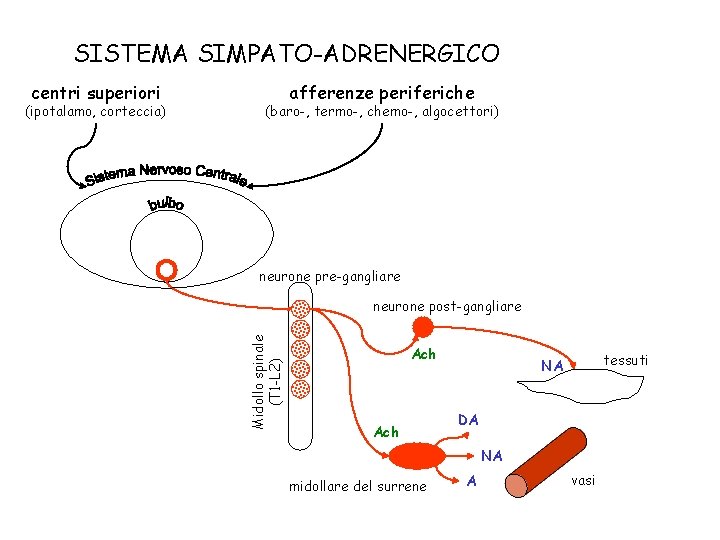 SISTEMA SIMPATO-ADRENERGICO (ipotalamo, corteccia) afferenze periferiche (baro-, termo-, chemo-, algocettori) neurone pre-gangliare neurone post-gangliare