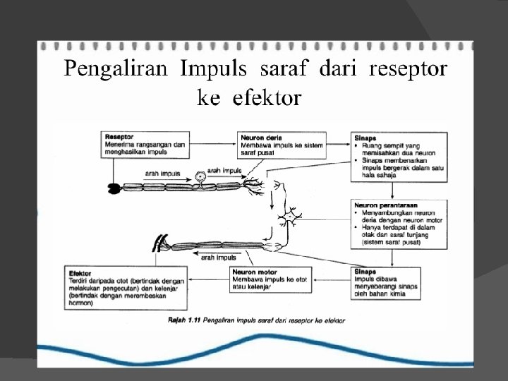 10+ Zat kimia yang berfungsi untuk menghantarkan rangsang listrik adalah ideas