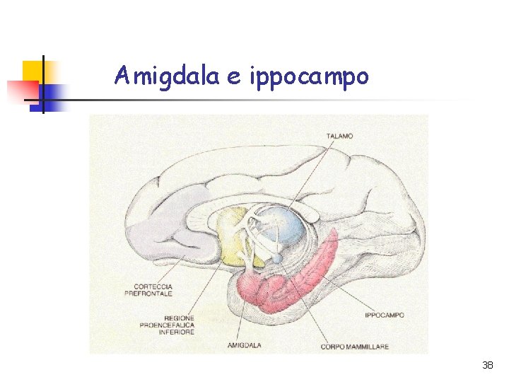 Amigdala e ippocampo 38 