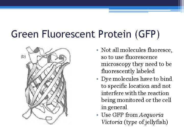 Green Fluorescent Protein (GFP) • Not all molecules fluoresce, so to use fluorescence microscopy