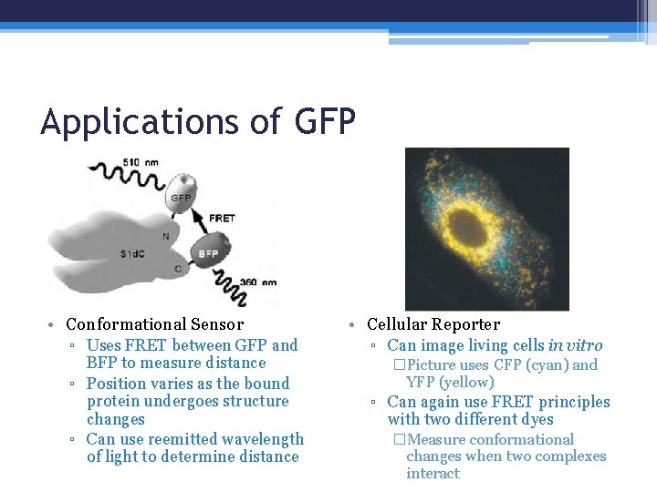 Applications of GFP • Conformational Sensor ▫ Uses FRET between GFP and BFP to
