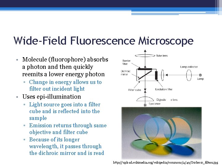 Wide-Field Fluorescence Microscope • Molecule (fluorophore) absorbs a photon and then quickly reemits a