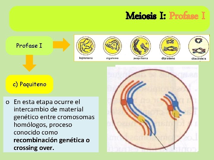 Meiosis I: Profase I c) Paquiteno o En esta etapa ocurre el intercambio de