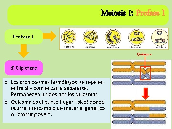 Meiosis I: Profase I Quiasma d) Diploteno o Los cromosomas homólogos se repelen entre