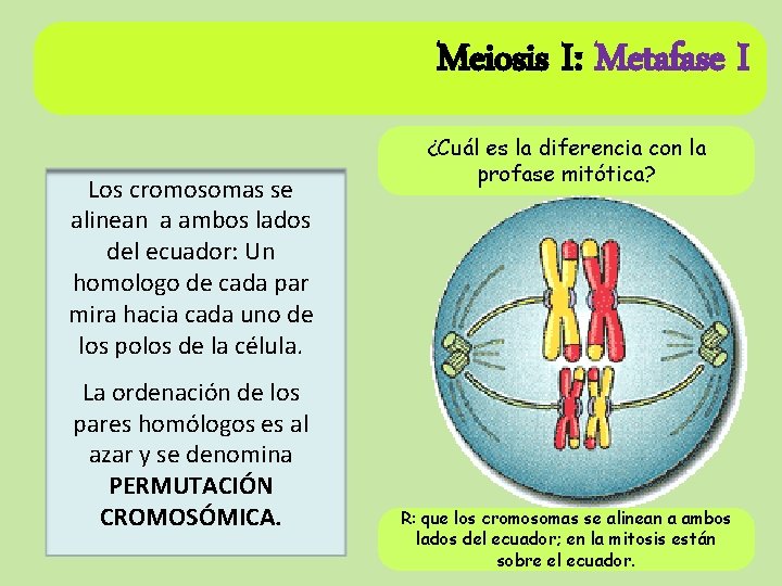 Meiosis I: Metafase I Los cromosomas se alinean a ambos lados del ecuador: Un Meiosis I: Metafase I Los cromosomas se alinean a ambos lados del ecuador: Un