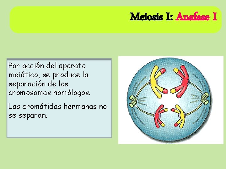 Meiosis I: Anafase I Por acción del aparato meiótico, se produce la separación de