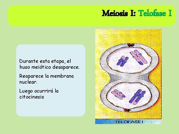 Meiosis I: Telofase I Durante esta etapa, el huso meiótico desaparece. Reaparece la membrana