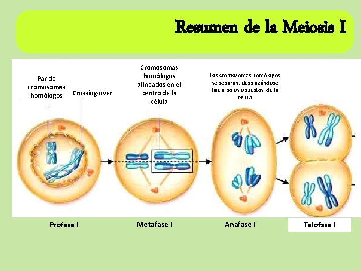 Resumen de la Meiosis I Par de cromosomas homólogos Crossing-over Profase I Cromosomas homólogos Resumen de la Meiosis I Par de cromosomas homólogos Crossing-over Profase I Cromosomas homólogos