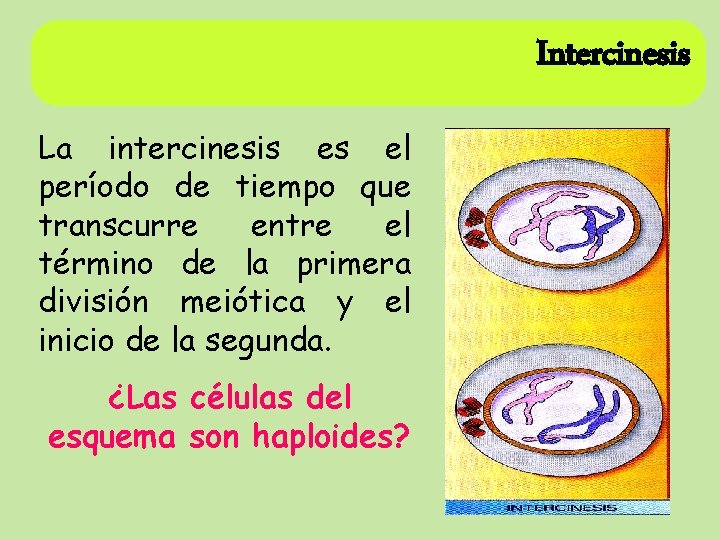 Intercinesis La intercinesis es el período de tiempo que transcurre entre el término de Intercinesis La intercinesis es el período de tiempo que transcurre entre el término de