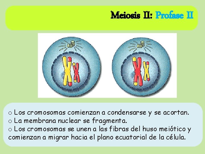 Meiosis II: Profase II o Los cromosomas comienzan a condensarse y se acortan. o