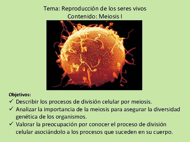 Tema: Reproducción de los seres vivos Contenido: Meiosis I Objetivos: ü Describir los procesos