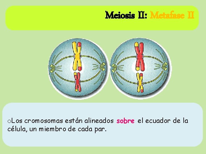 Meiosis II: Metafase II o. Los cromosomas están alineados sobre el ecuador de la