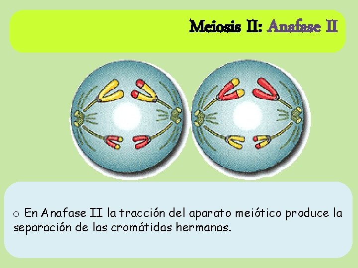 Meiosis II: Anafase II o En Anafase II la tracción del aparato meiótico produce