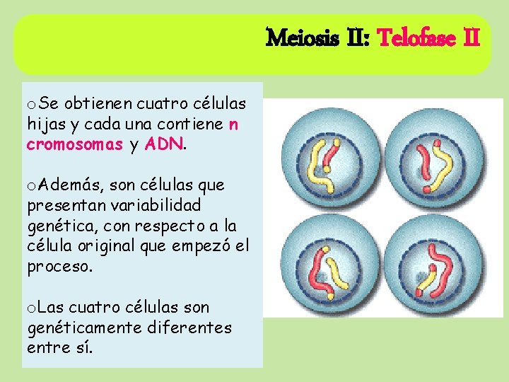 Meiosis II: Telofase II o. Se obtienen cuatro células hijas y cada una contiene