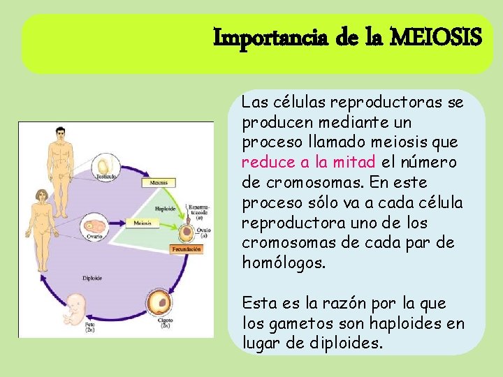 Importancia de la MEIOSIS Las células reproductoras se producen mediante un proceso llamado meiosis Importancia de la MEIOSIS Las células reproductoras se producen mediante un proceso llamado meiosis