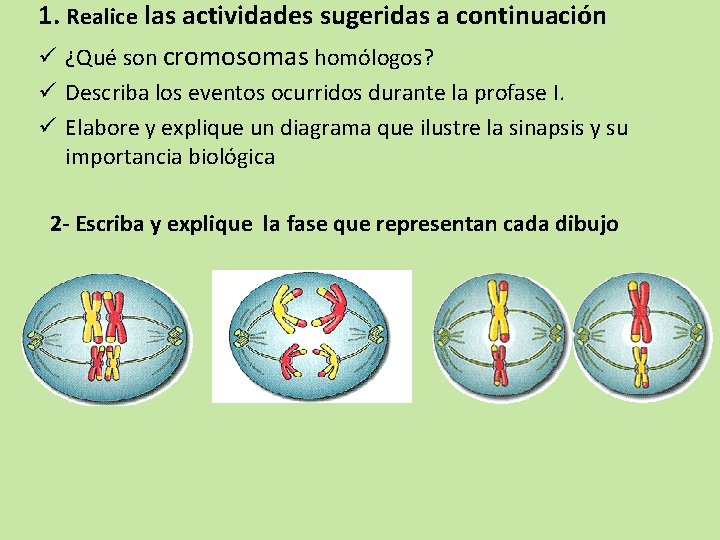 1. Realice las actividades sugeridas a continuación ü ¿Qué son cromosomas homólogos? ü Describa 1. Realice las actividades sugeridas a continuación ü ¿Qué son cromosomas homólogos? ü Describa