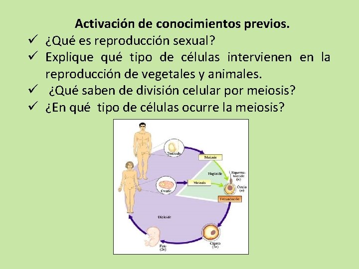 ü ü Activación de conocimientos previos. ¿Qué es reproducción sexual? Explique qué tipo de