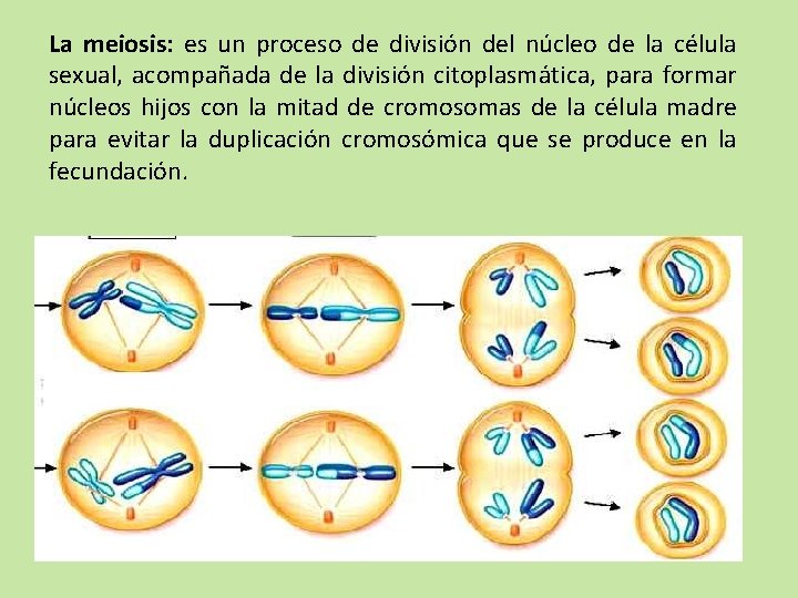 La meiosis: es un proceso de división del núcleo de la célula sexual, acompañada