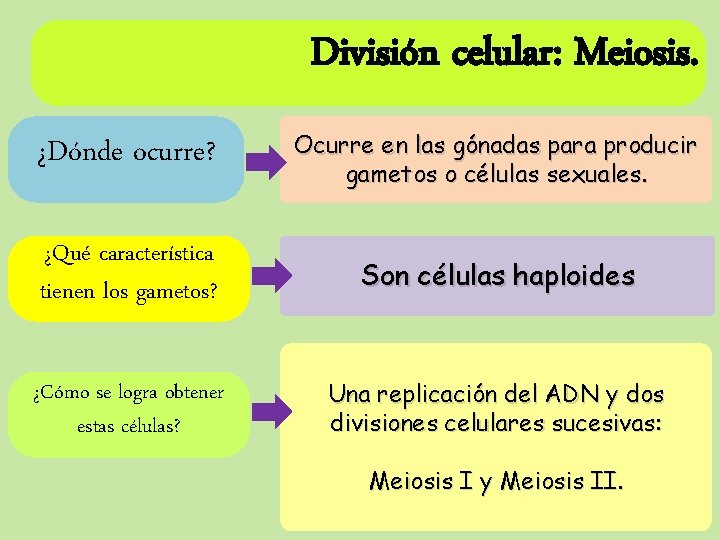 División celular: Meiosis. ¿Dónde ocurre? Ocurre en las gónadas para producir gametos o células