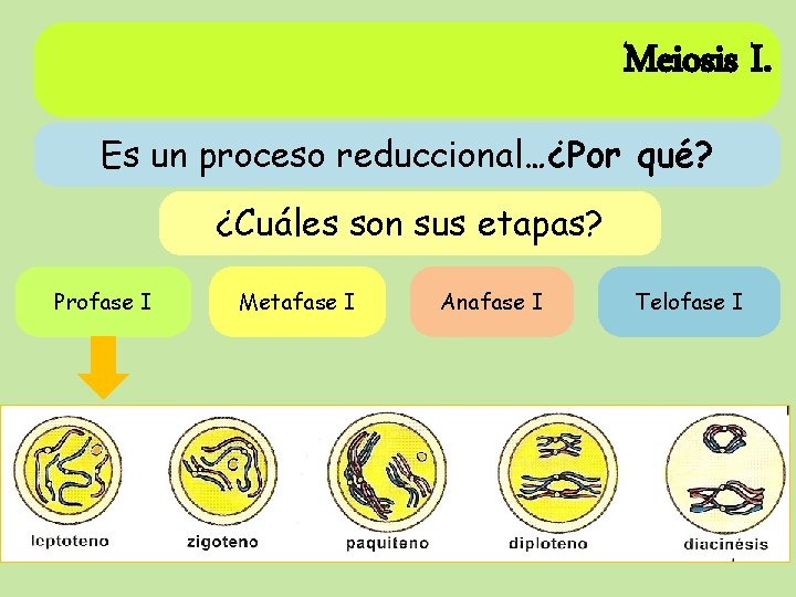 Meiosis I. Es un proceso reduccional…¿Por qué? ¿Cuáles son sus etapas? Profase I Metafase