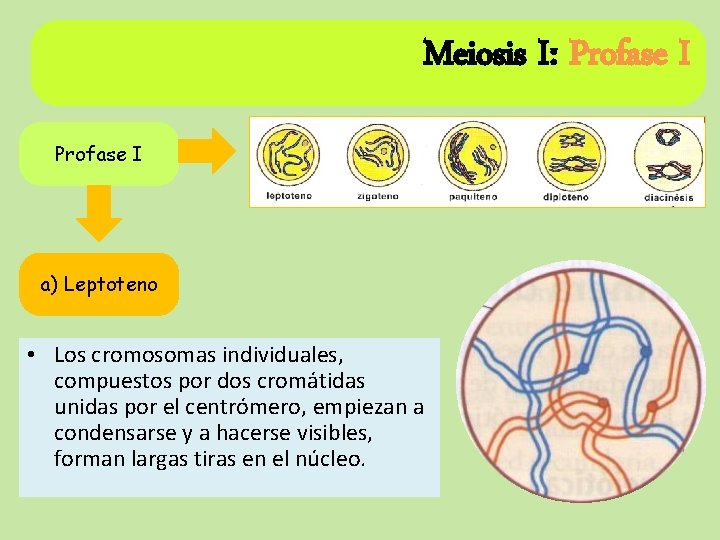 Meiosis I: Profase I a) Leptoteno • Los cromosomas individuales, compuestos por dos cromátidas Meiosis I: Profase I a) Leptoteno • Los cromosomas individuales, compuestos por dos cromátidas