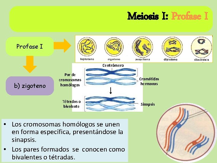 Meiosis I: Profase I Centrómero b) zigoteno Par de cromosomas homólogos Tétradas o bivalente Meiosis I: Profase I Centrómero b) zigoteno Par de cromosomas homólogos Tétradas o bivalente