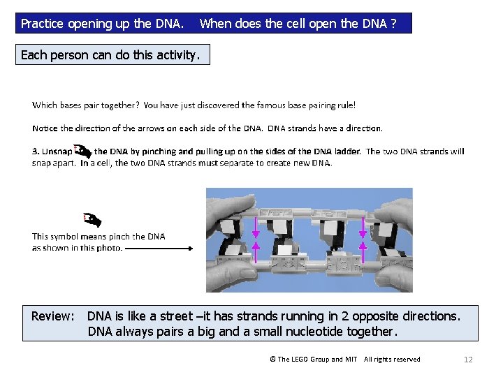 Practice opening up the DNA. When does the cell open the DNA ? Each