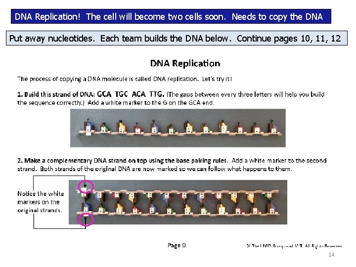 DNA Replication! The cell will become two cells soon. Needs to copy the DNA