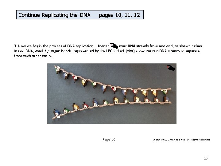 Continue Replicating the DNA pages 10, 11, 12 15 