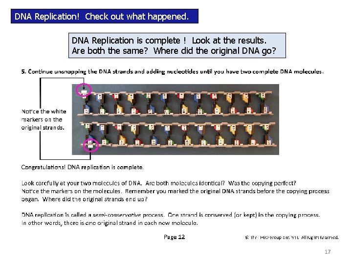 DNA Replication! Check out what happened. DNA Replication is complete ! Look at the