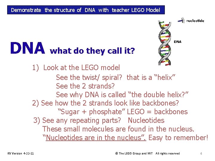 Demonstrate the structure of DNA with teacher LEGO Model DNA what do they call