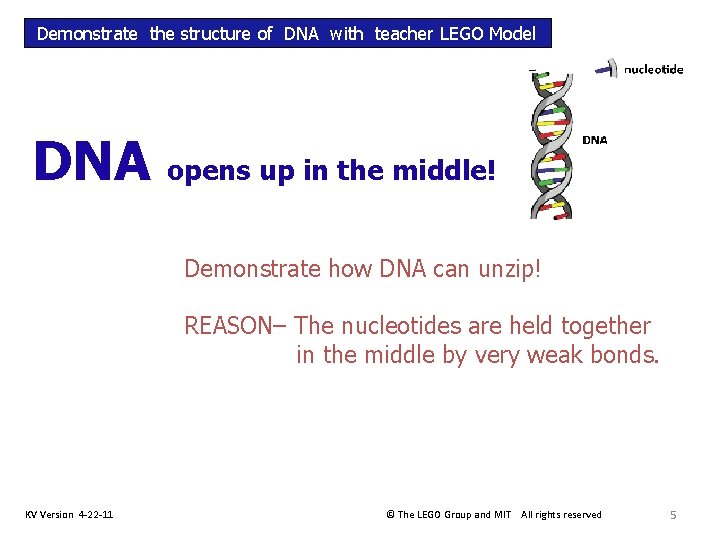 Demonstrate the structure of DNA with teacher LEGO Model DNA opens up in the