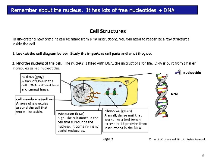 Remember about the nucleus. It has lots of free nucleotides + DNA 6 