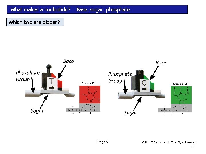 What makes a nucleotide? Base, sugar, phosphate Which two are bigger? 9 