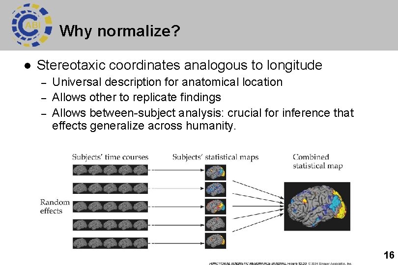 Why normalize? l Stereotaxic coordinates analogous to longitude – – – Universal description for