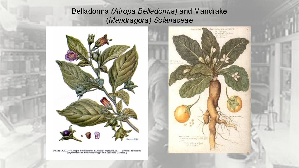 Belladonna (Atropa Belladonna) and Mandrake (Mandragora) Solanaceae 