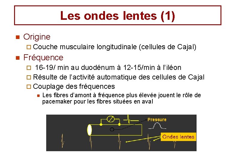 Les ondes lentes (1) n Origine ¨ Couche n musculaire longitudinale (cellules de Cajal)