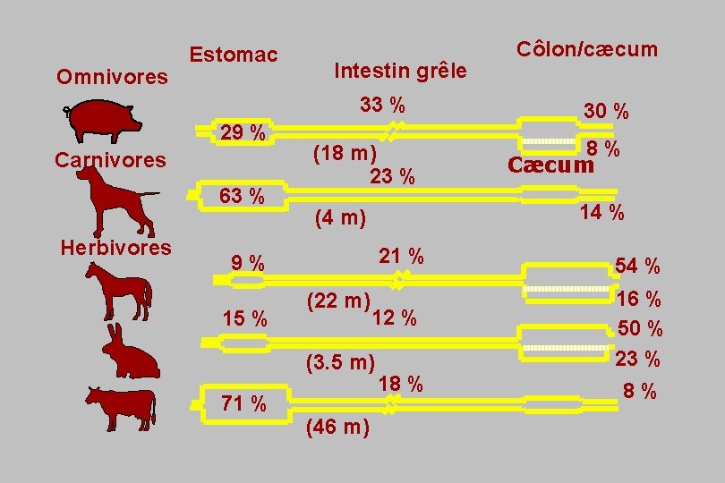 Omnivores Estomac Intestin grêle 33 % 29 % Carnivores 63 % Herbivores (18 m)