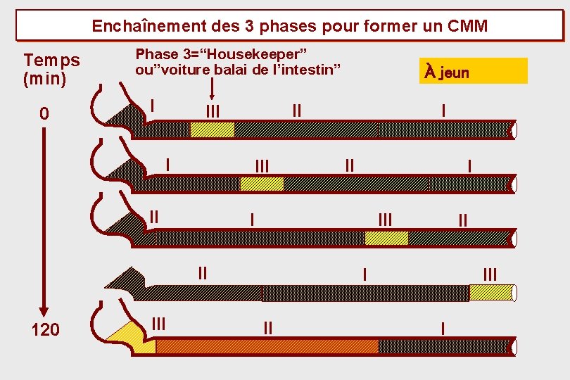 Enchaînement des 3 phases pour former un CMM Temps (min) 0 Phase 3=“Housekeeper” ou”voiture