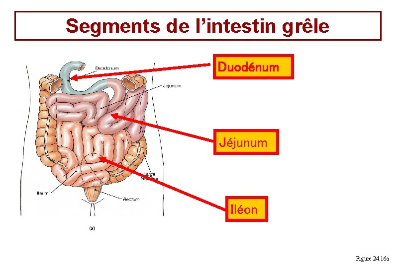 Segments de l’intestin grêle Duodénum Jéjunum Iléon Figure 24. 16 a 