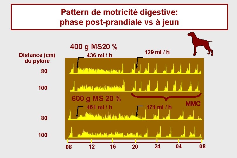 Pattern de motricité digestive: phase post-prandiale vs à jeun 400 g MS 20 %