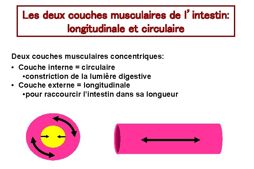 Les deux couches musculaires de l’intestin: longitudinale et circulaire Deux couches musculaires concentriques: •