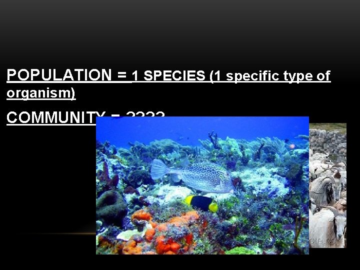 POPULATION = 1 SPECIES (1 specific type of organism) COMMUNITY = ? ? 